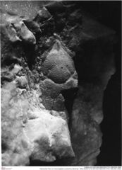 Historisches Foto von Cracensigillatus acutirostrus (Moericke, 1889) (NHMW-AFW-GEO-BACHMAYER-FOTO-1990-0041-5056)